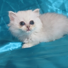 Image pour l'annonce Chaton femelle persan blue silver Loof