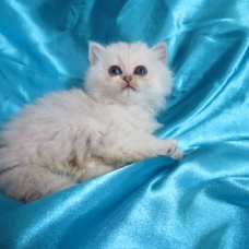 Image pour l'annonce Chaton femelle persan blue silver Loof