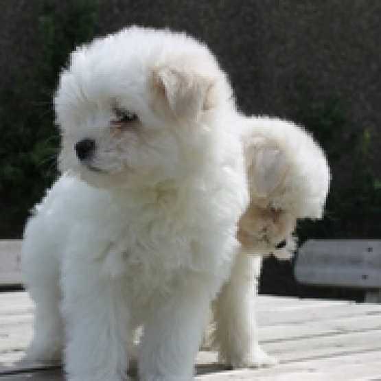 Image pour l'annonce Magnifique chiot Bichon maltais