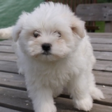 Image pour l'annonce Magnifique chiot Bichon maltais