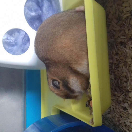 Image pour l'annonce Vend 2 hamsters doré