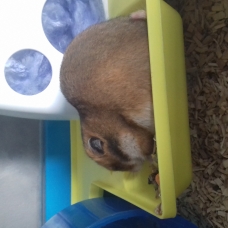 Image pour l'annonce Vend 2 hamsters doré