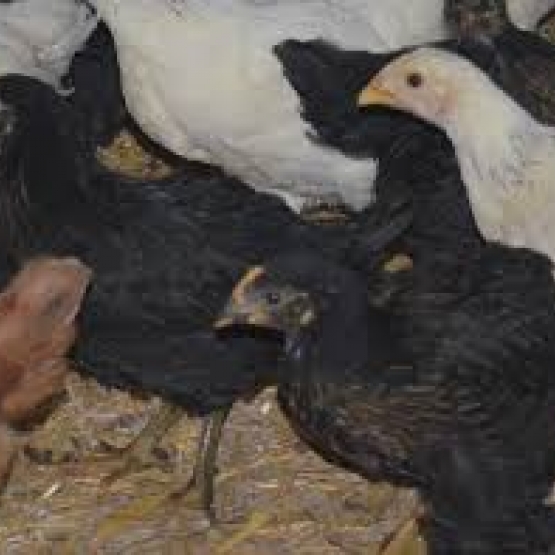 Image pour l'annonce poule pondeuse sussex rousse cendrée harco caneton