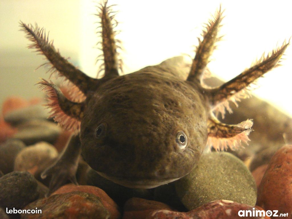 Axolotls en Lorraine MeurtheetMoselle (54) sur