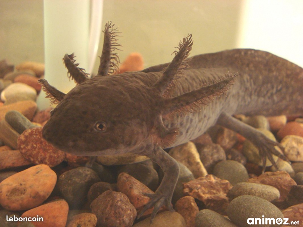 Axolotls en Lorraine MeurtheetMoselle (54) sur