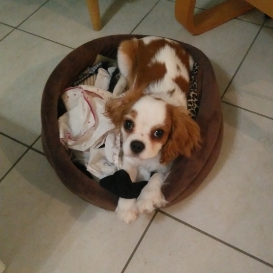 Image pour l'annonce Vends chiot femelle cavalier king Charles