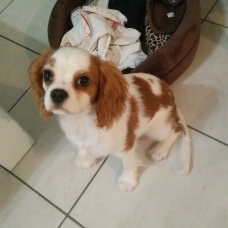Image pour l'annonce Vends chiot femelle cavalier king Charles