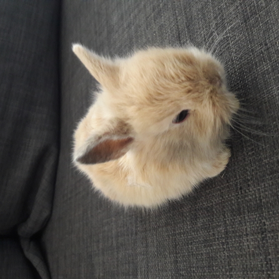 Image pour l'annonce Adorables lapins nains