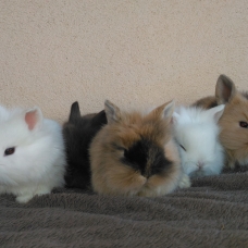 Image pour l'annonce Adorables lapins nains