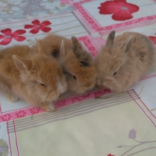 Image pour l'annonce Adorables lapins nains
