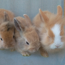 Image pour l'annonce Adorables lapins nains