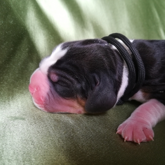 Image pour l'annonce Bb Beagle LOF à réserver