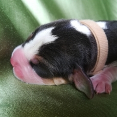 Image pour l'annonce Bb Beagle LOF à réserver
