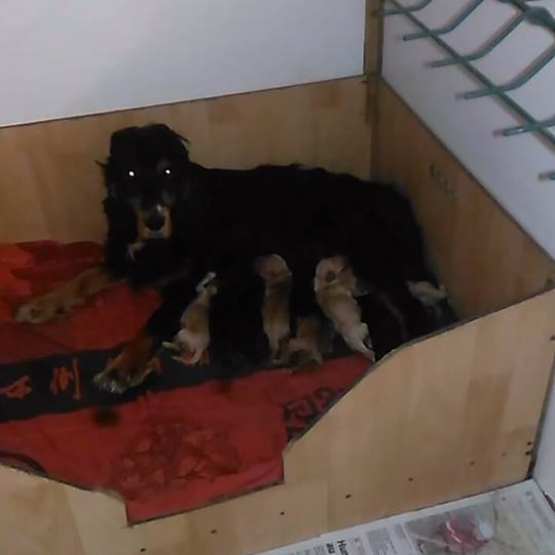 Image pour l'annonce A reserver chiots cocker anglais
