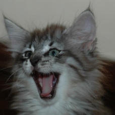 Image pour l'annonce Vends chaton norvégien LOOF