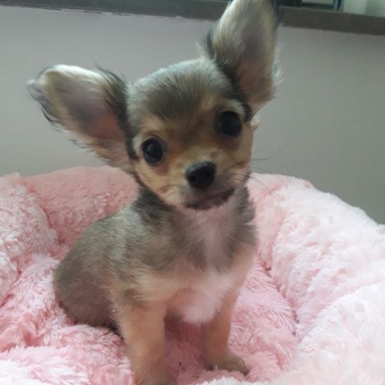 Image pour l'annonce Chihuahua