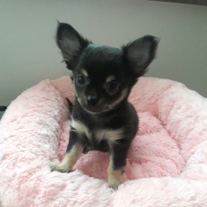 Image pour l'annonce Chihuahua