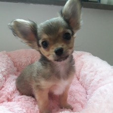 Image pour l'annonce Chihuahua