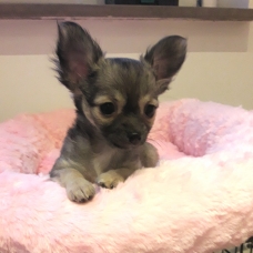 Image pour l'annonce Chihuahua