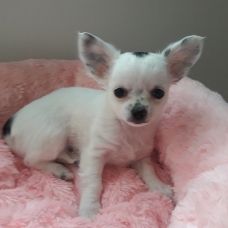 Image pour l'annonce Chihuahua