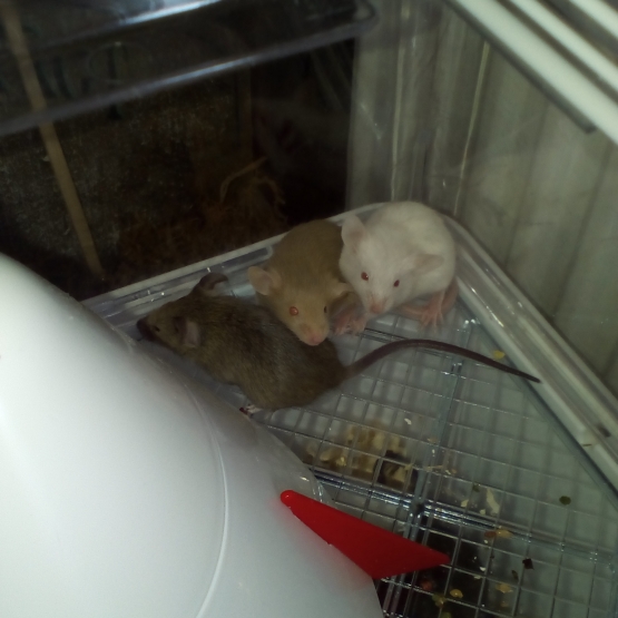 Image pour l'annonce Donne souris couleurs