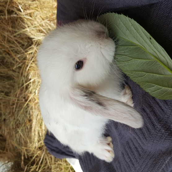 Image pour l'annonce Lapin nain belier