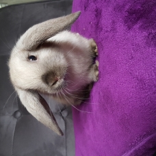 Image pour l'annonce Lapin nain belier