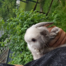 Image pour l'annonce Lapin nain belier