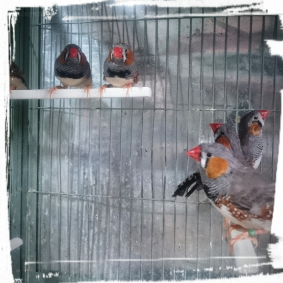 Image pour l'annonce Vends Diamant Mandarin joues Oranges