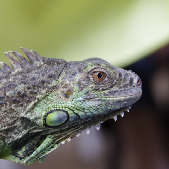 Image pour l'annonce Donne iguane vert