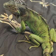 Image pour l'annonce Donne iguane vert