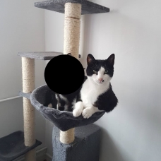 Image pour l'annonce donne minette