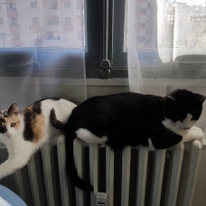 Image pour l'annonce donne minette