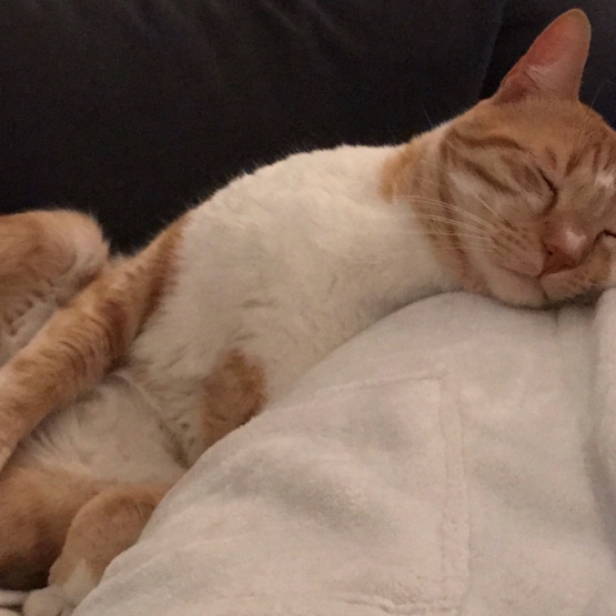 Image pour l'annonce Chat à adopter