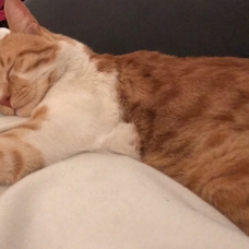 Image pour l'annonce Chat à adopter