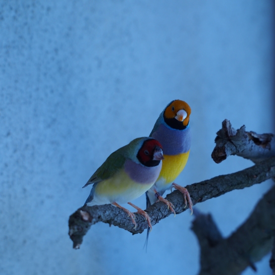 Image pour l'annonce Vend Diamant de gould et Mandarin