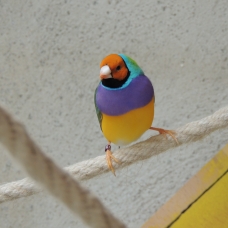 Image pour l'annonce Vend Diamant de gould et Mandarin