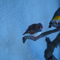 Image pour l'annonce Vend Diamant de gould et Mandarin