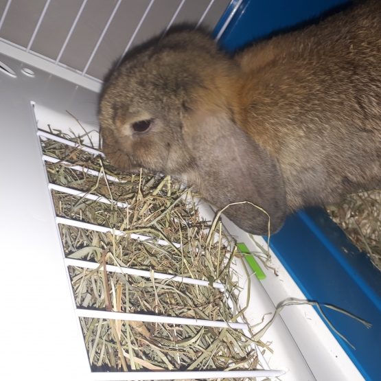 Image pour l'annonce Vends lapine bélier