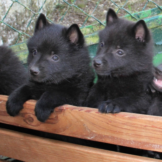 Image pour l'annonce Vends portée schipperke