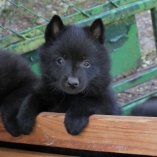 Image pour l'annonce Vends portée schipperke