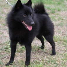 Image pour l'annonce Vends portée schipperke