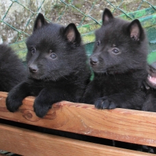 Image pour l'annonce Vends portée schipperke