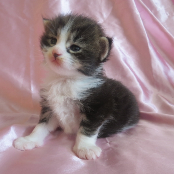 Image pour l'annonce Magnifiques Chatons maine coon Loof