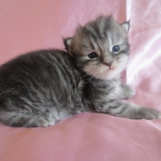 Image pour l'annonce Magnifiques Chatons maine coon Loof