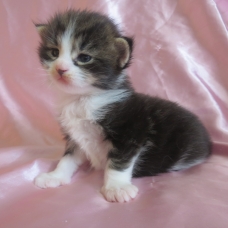 Image pour l'annonce Magnifiques Chatons maine coon Loof