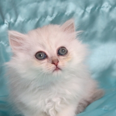 Image pour l'annonce Chaton femelle persan blue silver Loof