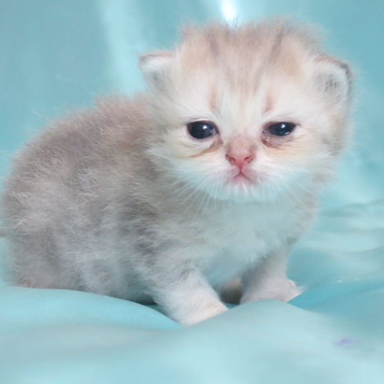 Image pour l'annonce Chatons persan blue golden Loof