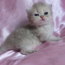 Image pour l'annonce Chatons persan blue golden Loof