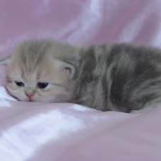 Image pour l'annonce Chatons persan blue golden Loof